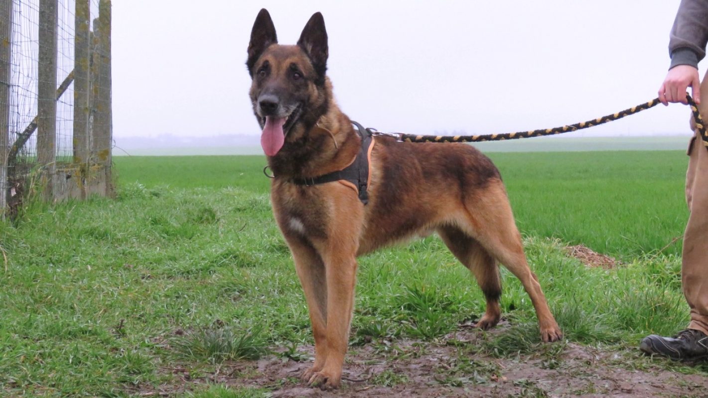 Maxon - Chien Berger Belge Malinois à adopter - photo 2