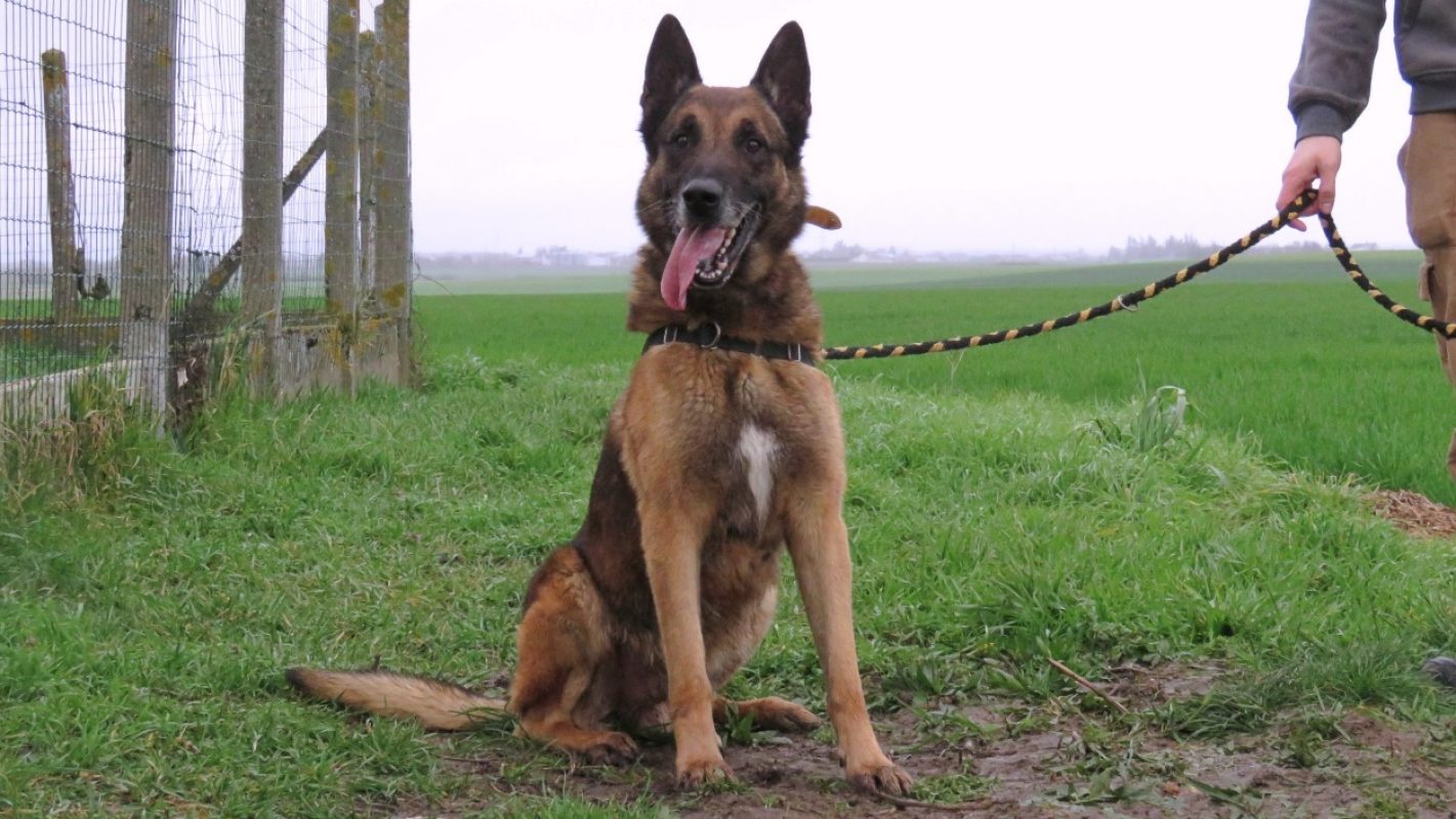 Maxon - Chien Berger Belge Malinois à adopter - photo 3