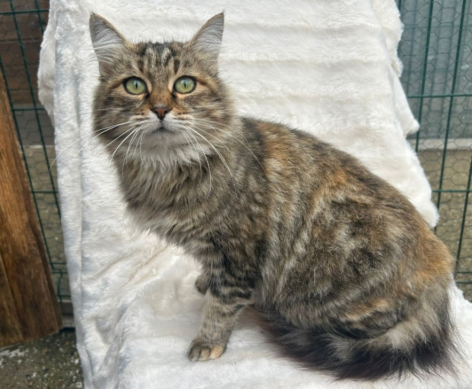 Photo #2 de Valerianne