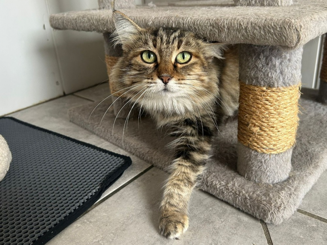 Photo #3 de Valerianne