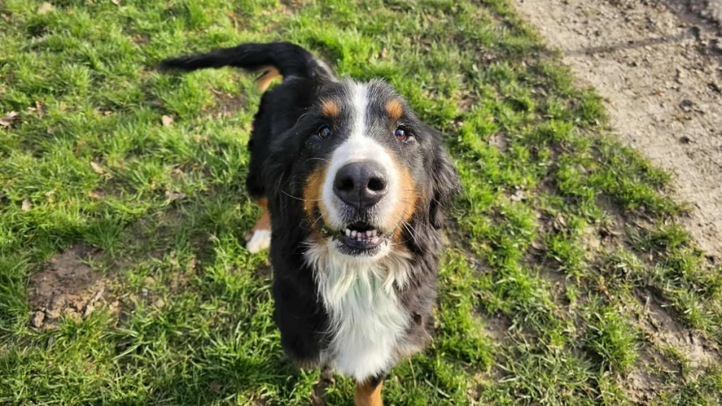 Photo #1 de Snowbelle