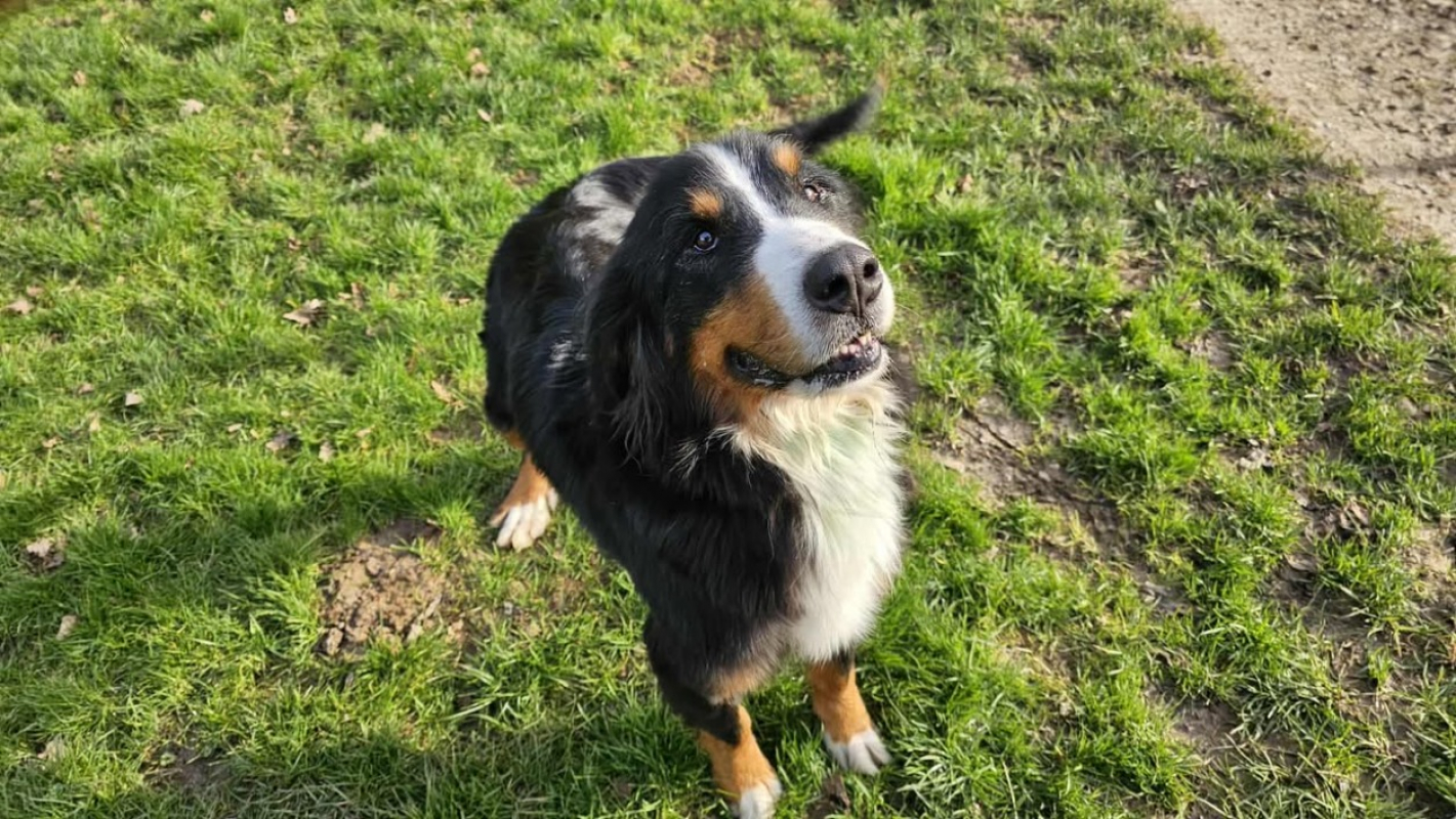 Photo #2 de Snowbelle