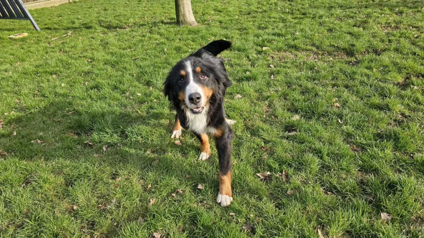 Photo #3 de Snowbelle