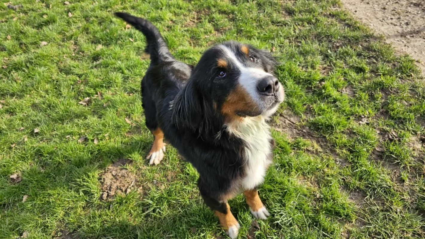 Photo #4 de Snowbelle