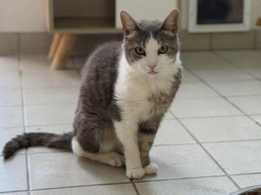 Tom pouce - Chat Européen à adopter