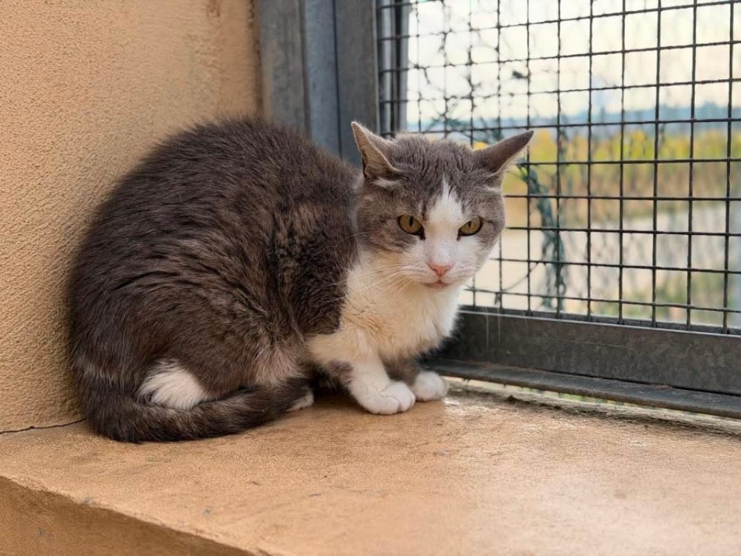 Tom pouce - Chat Européen à adopter - photo 2