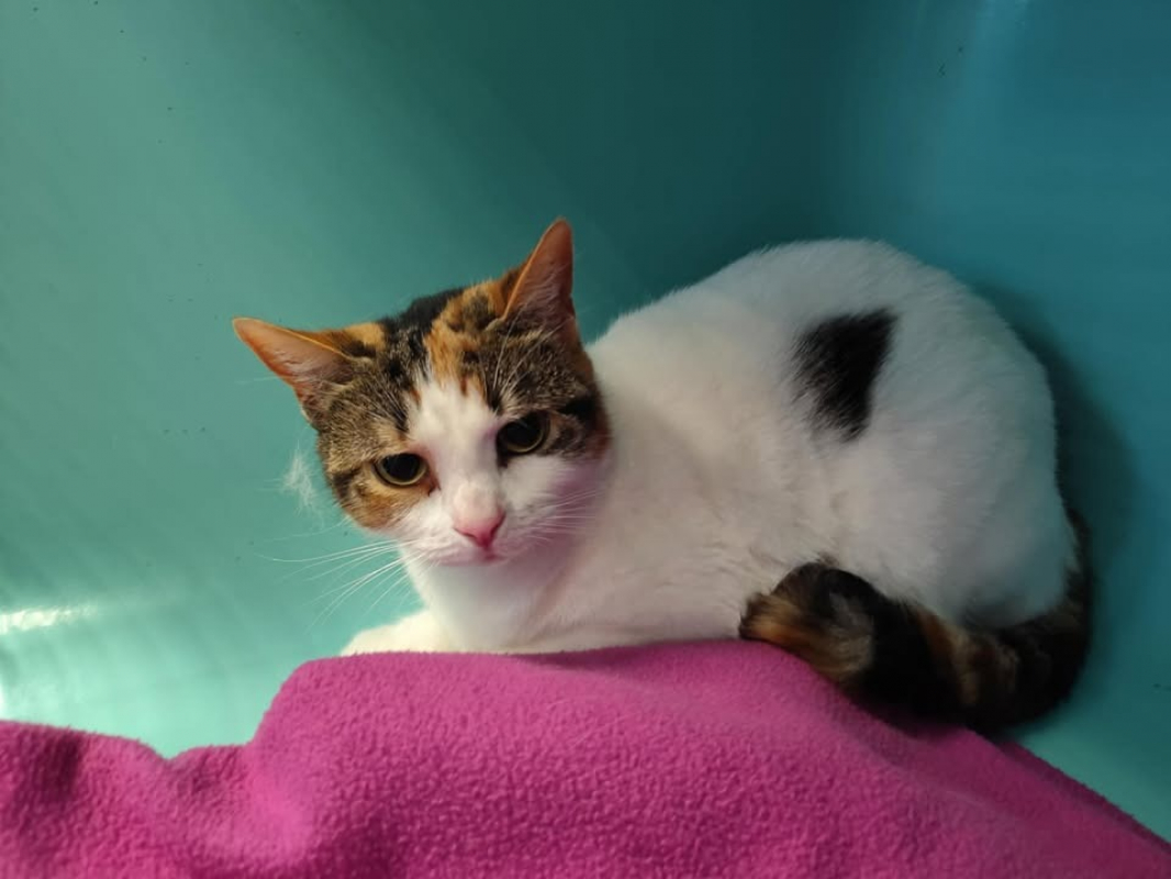 Photo #1 de Krokmette