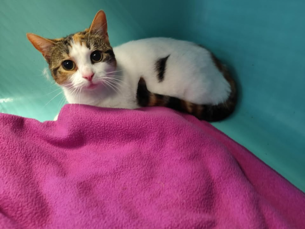 Photo #2 de Krokmette