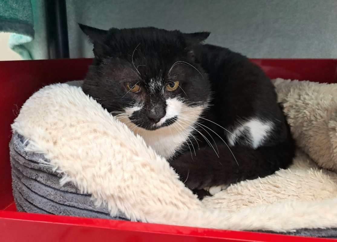 Photo #1 de Mazzorbo