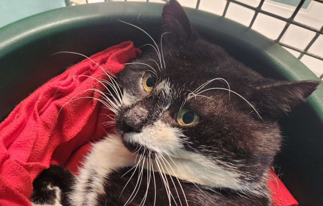 Photo #2 de Mazzorbo