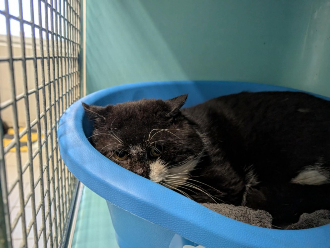 Photo #3 de Mazzorbo