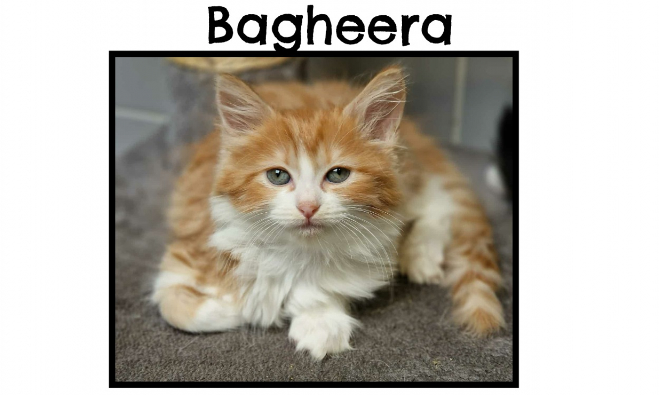 Photo de Bagheera