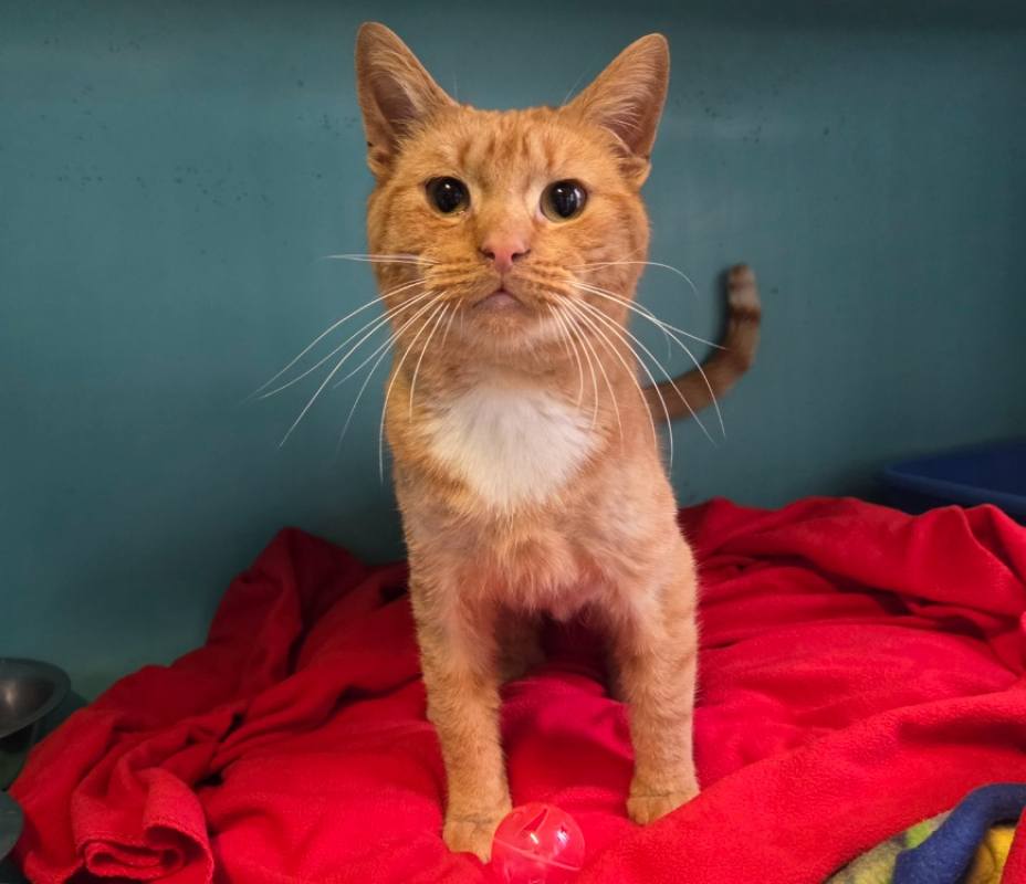 Photo #1 de Milou réservé