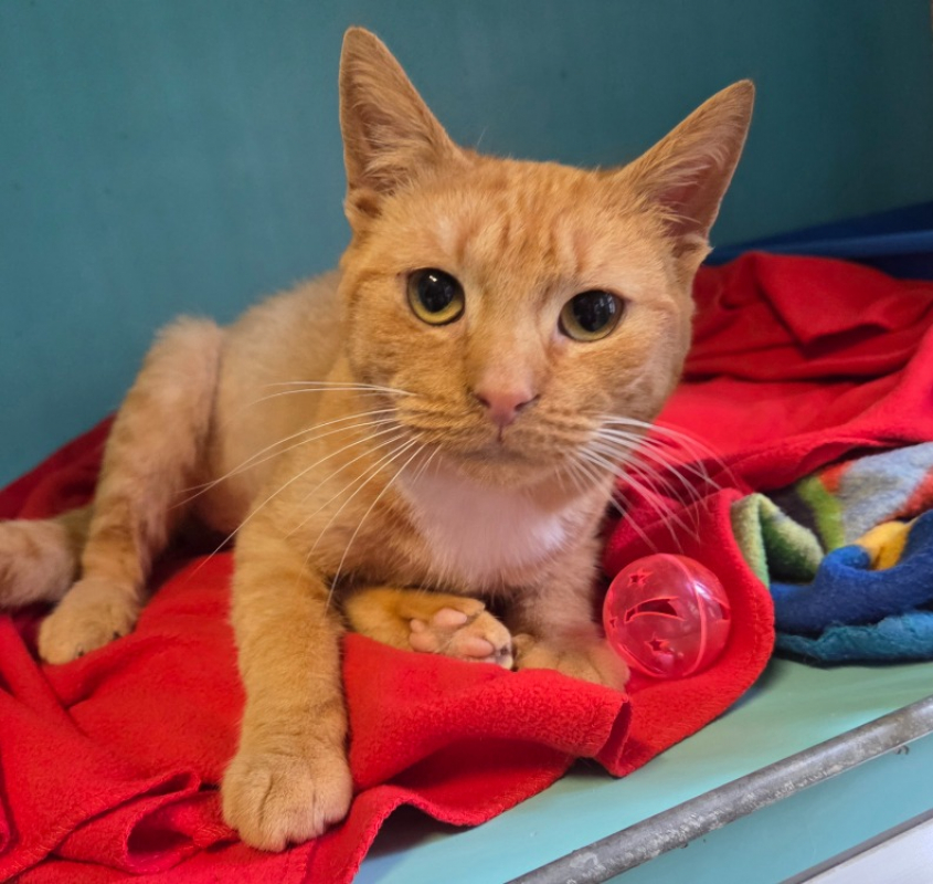 Photo #2 de Milou réservé