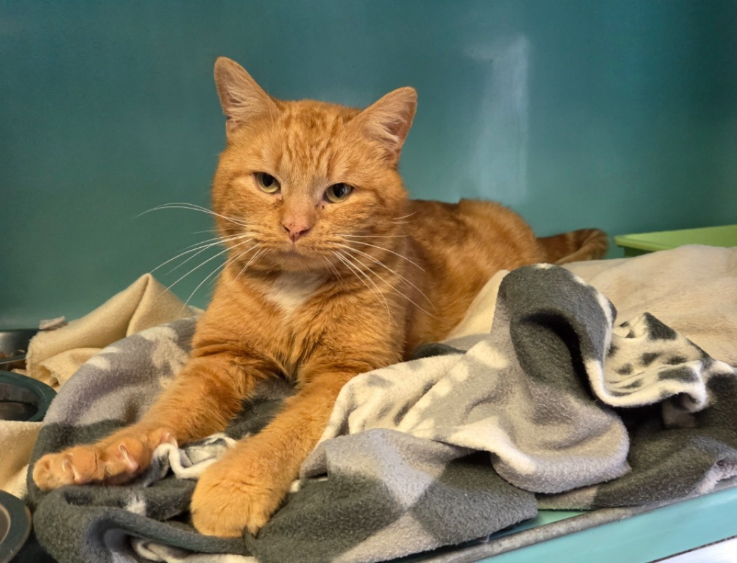 Photo #1 de Snoopy réservé