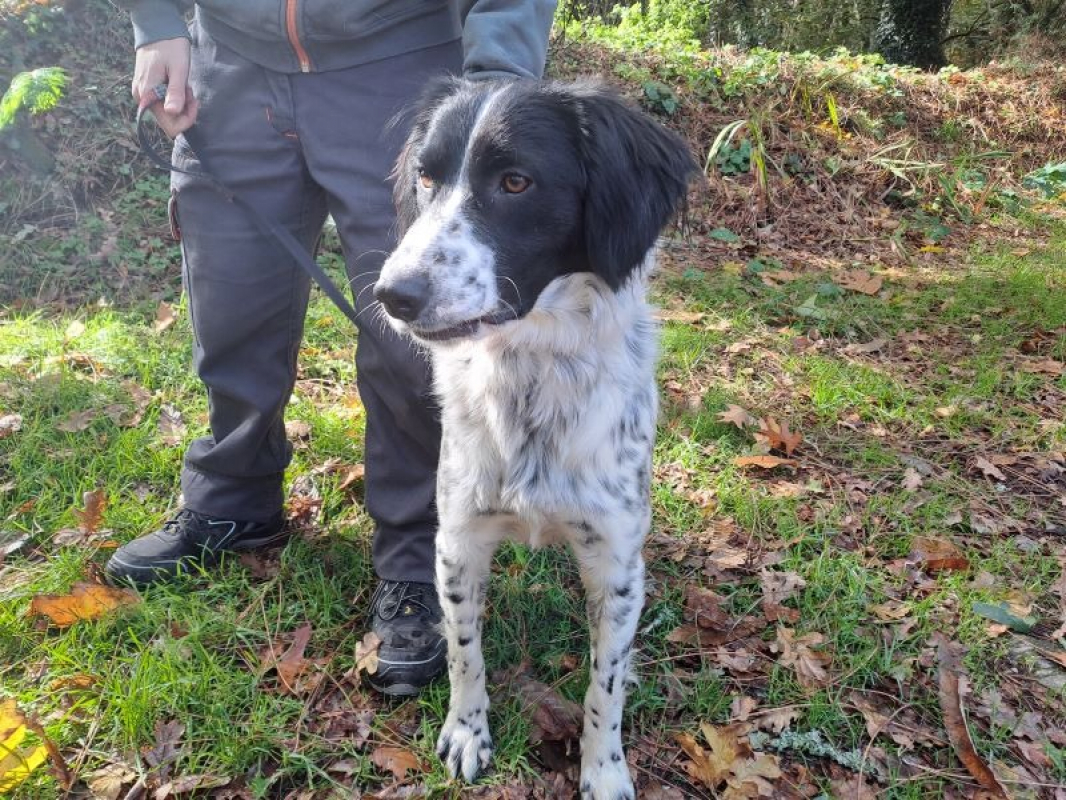 Photo #1 de Paillette