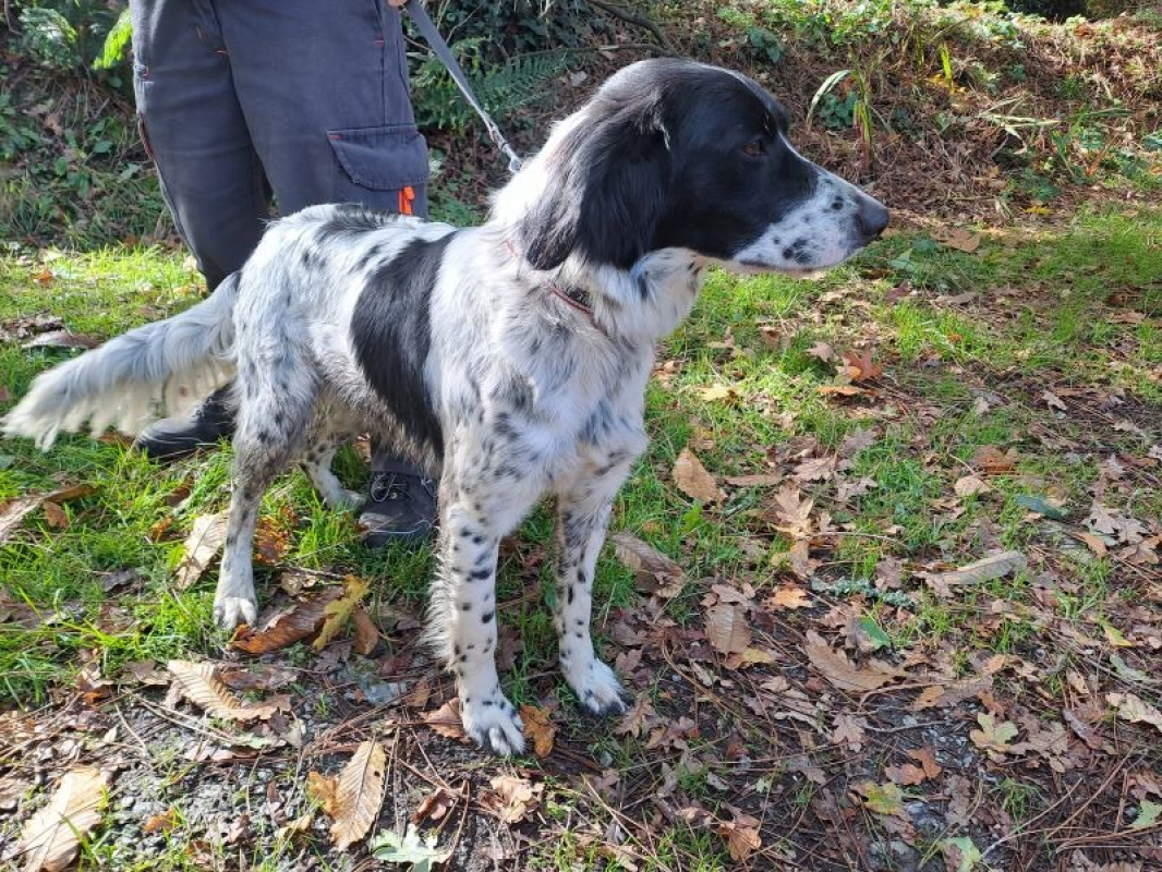 Photo #2 de Paillette