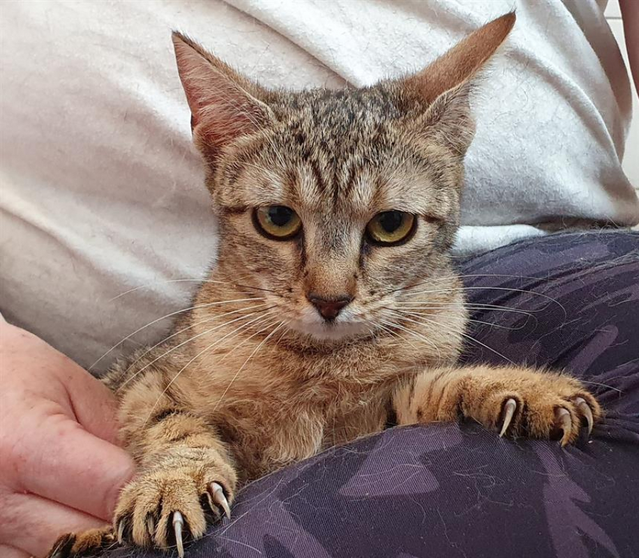 Photo #3 de Mouche d