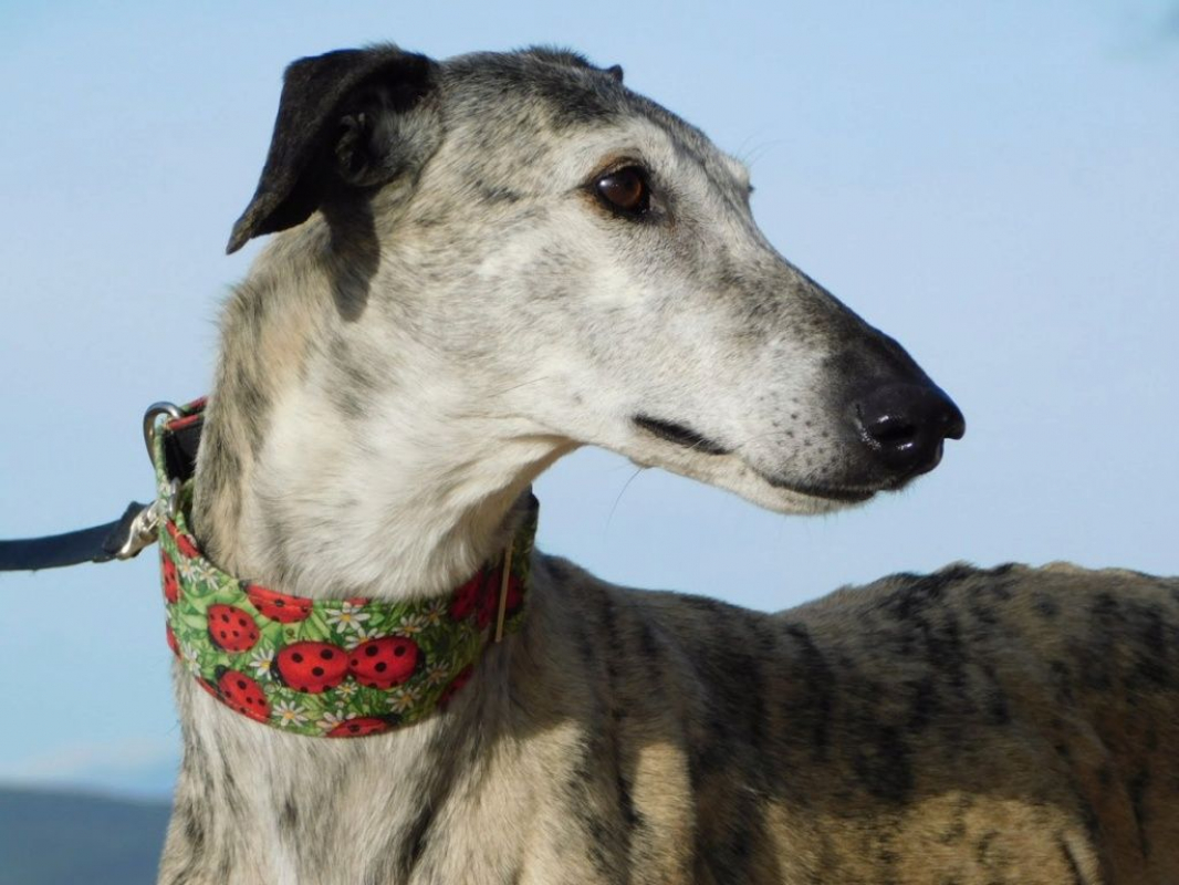 Photo #3 de SONAJERA 8 ans, sublime galga bringée
