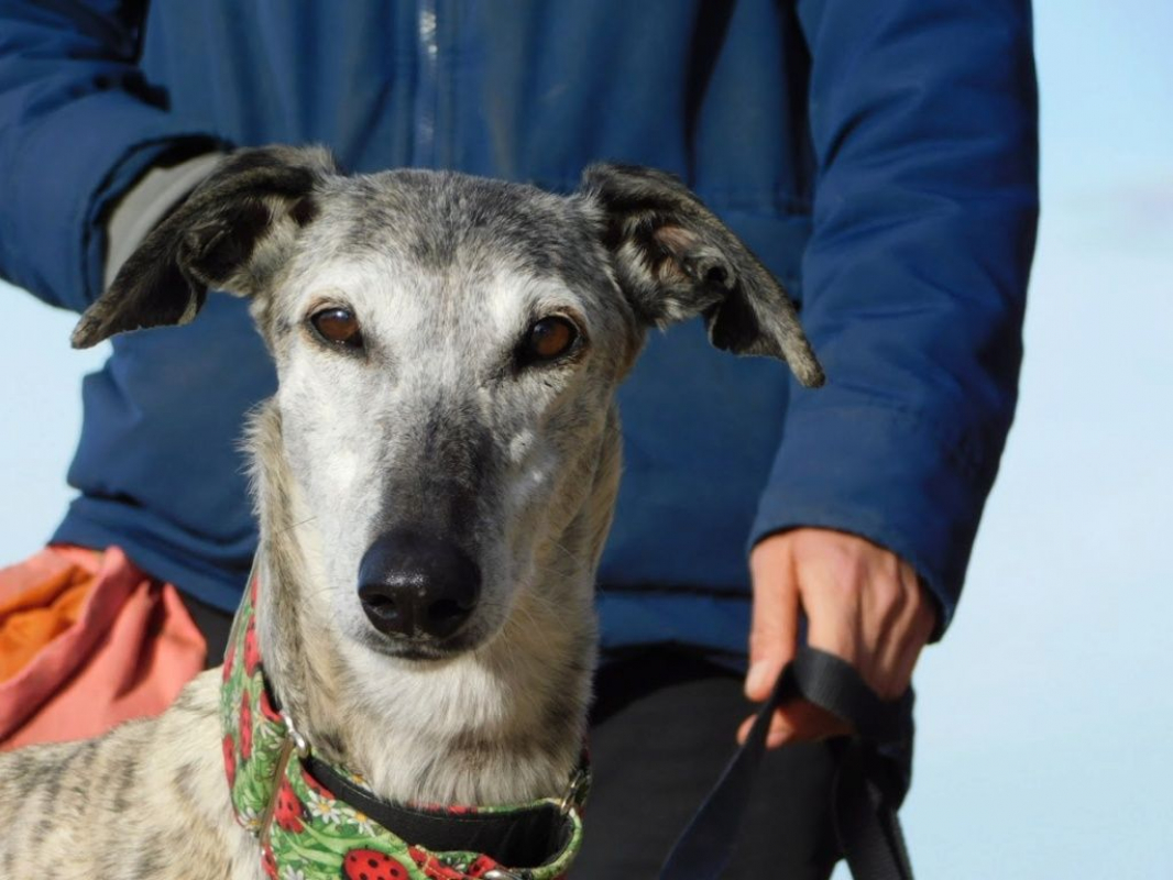 Photo #4 de SONAJERA 8 ans, sublime galga bringée