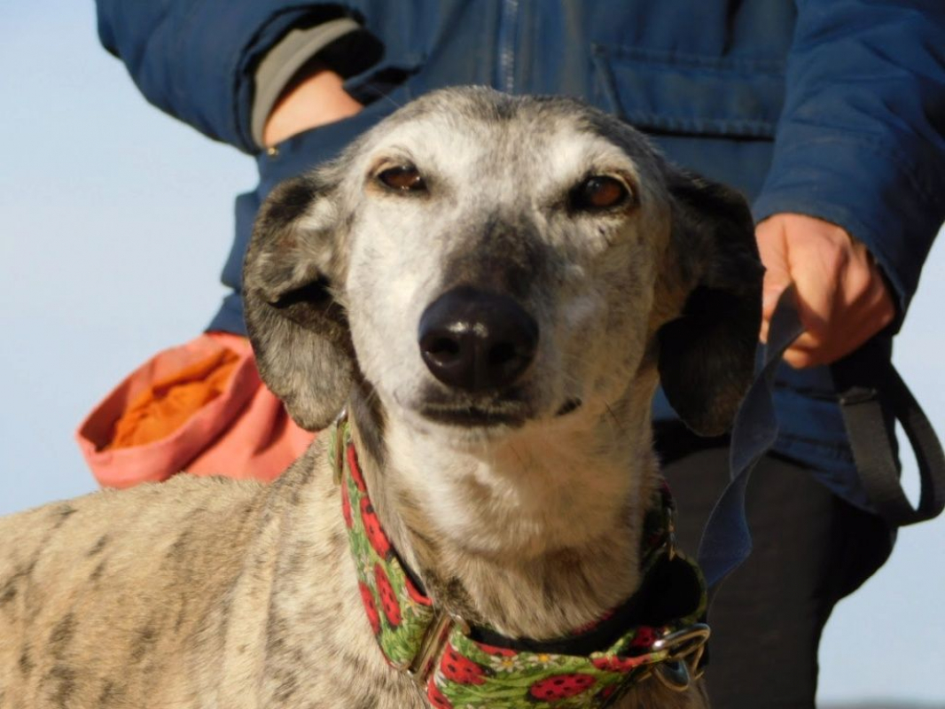 Photo #5 de SONAJERA 8 ans, sublime galga bringée