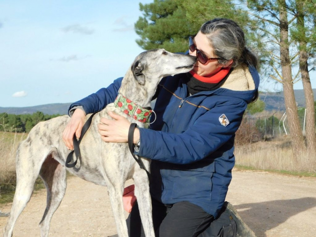 Photo #7 de SONAJERA 8 ans, sublime galga bringée