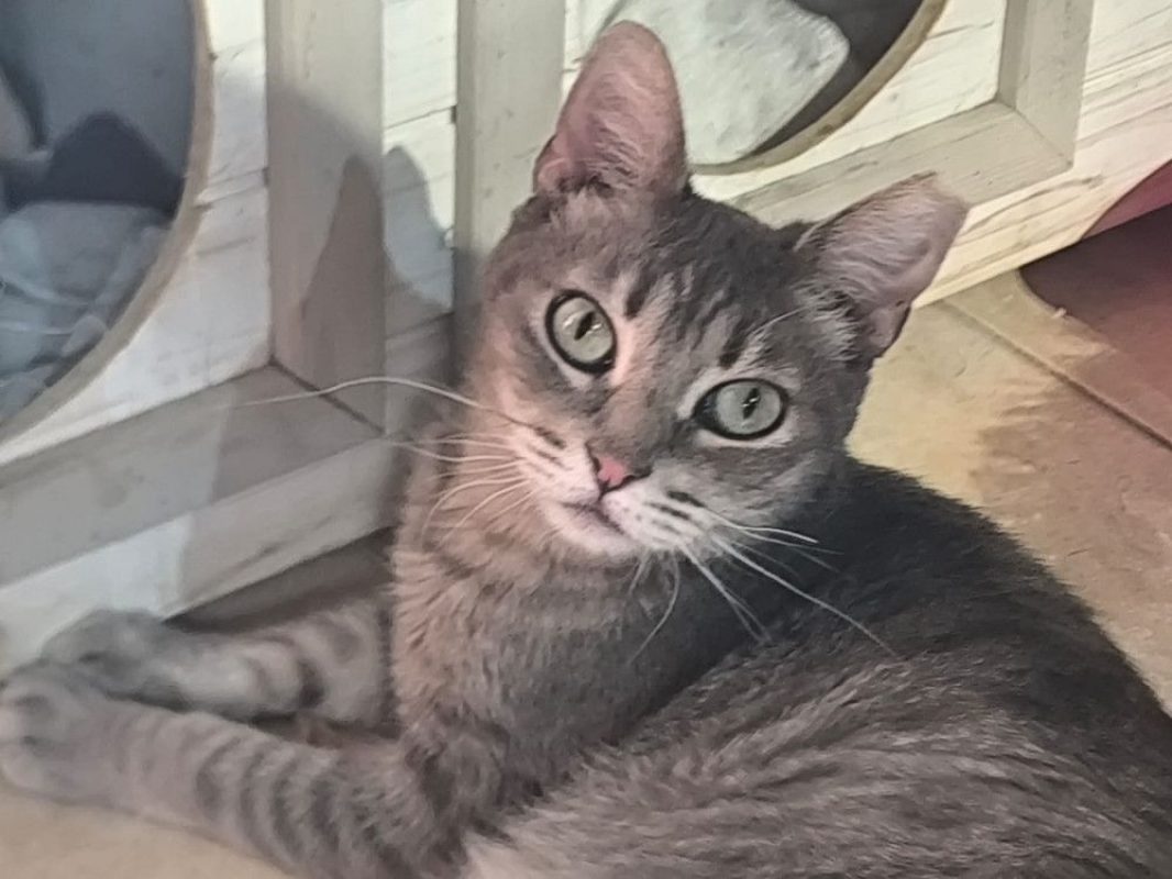 Sofia - Chat Européen à adopter - photo 8