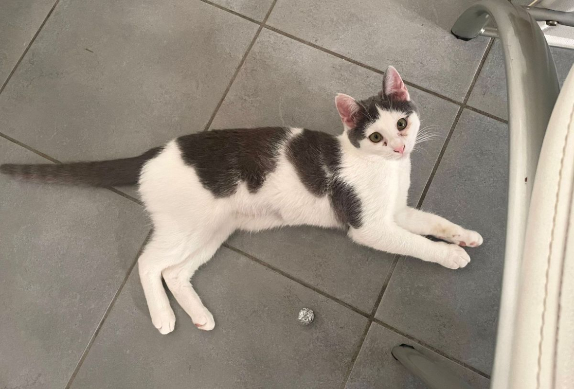 Photo #3 de Oudinette