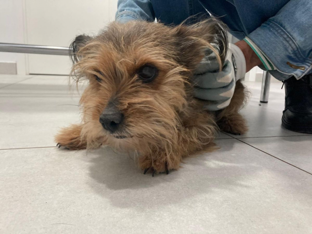 Photo #1 de LUCERITO