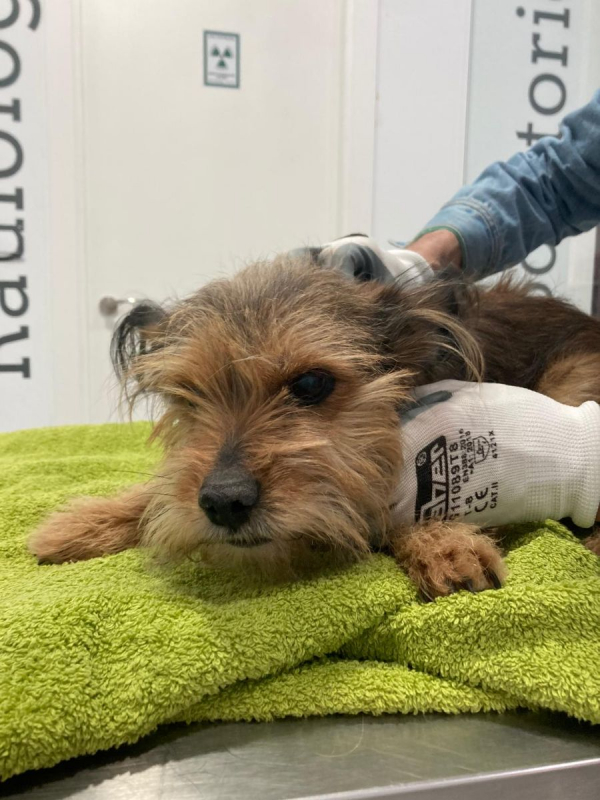 Photo #2 de LUCERITO