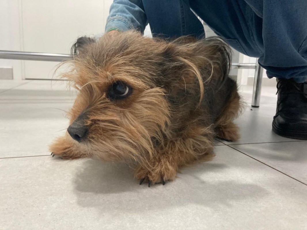 Photo #3 de LUCERITO