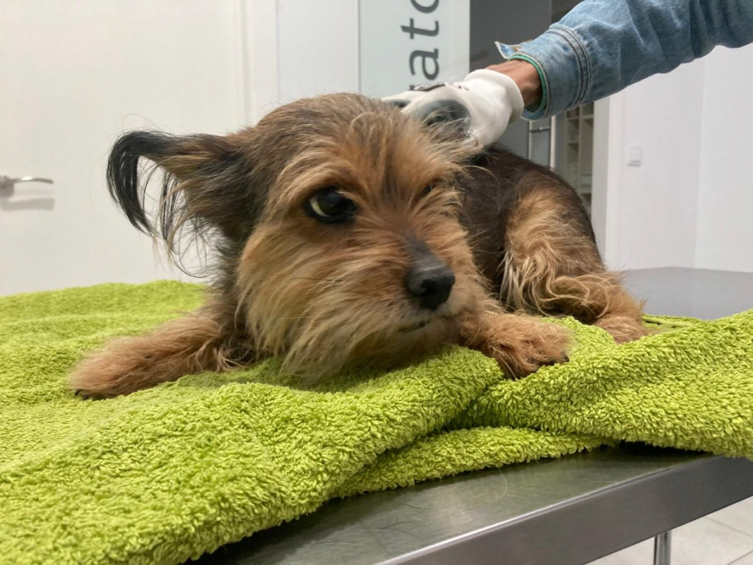 Photo #4 de LUCERITO