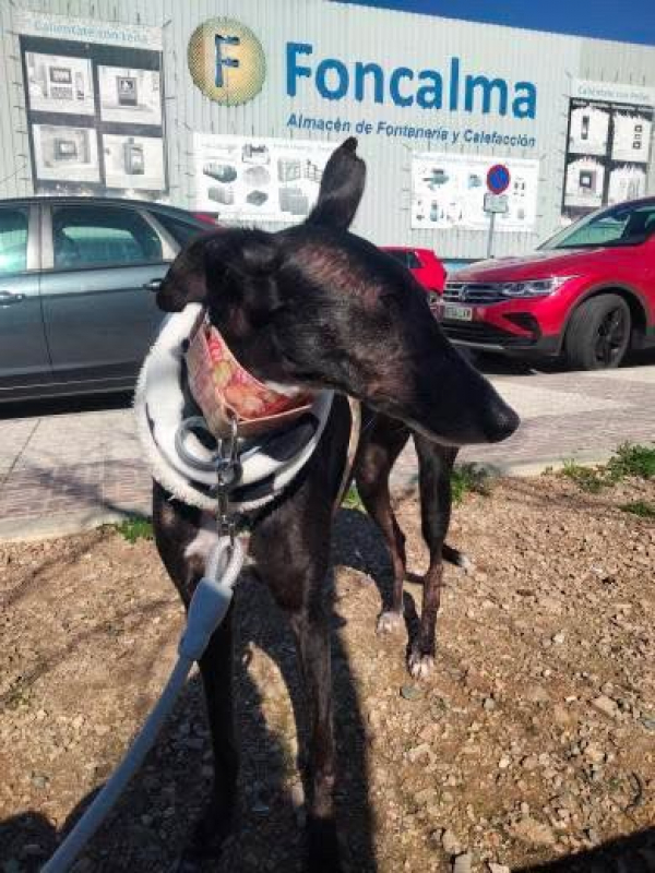 Photo #1 de POCAHONTAS