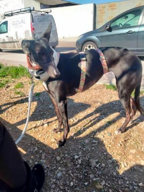 Photo #2 de POCAHONTAS