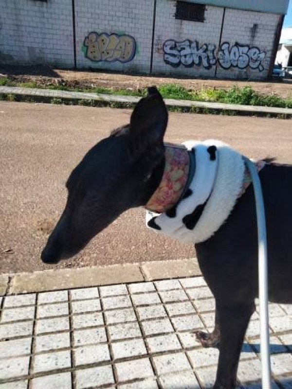 Photo #3 de POCAHONTAS