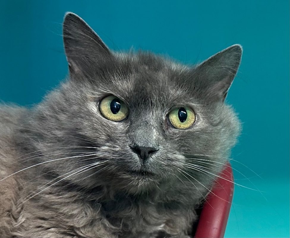 Rexie - Chat à adopter