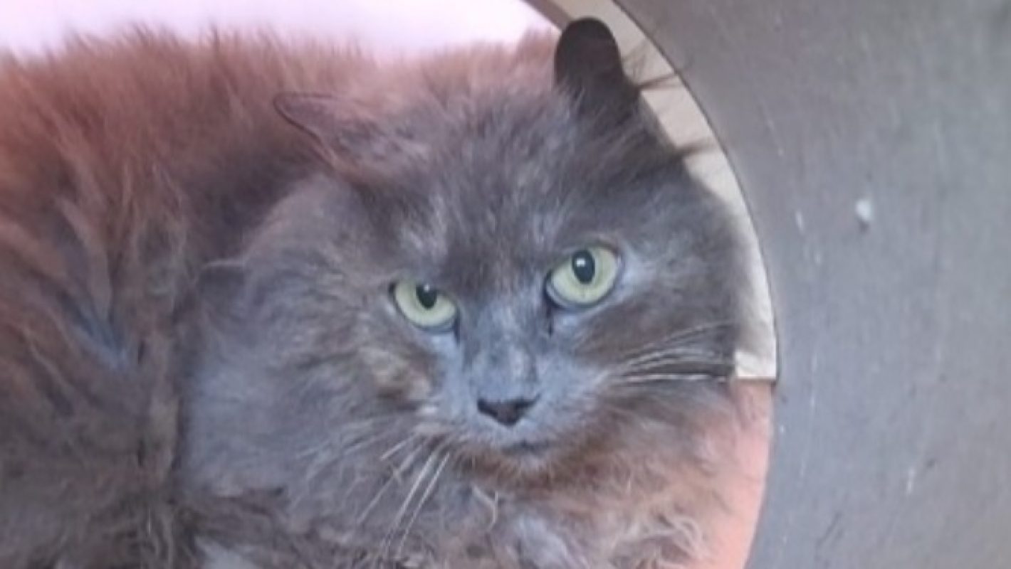 Rexie - Chat à adopter - photo 2