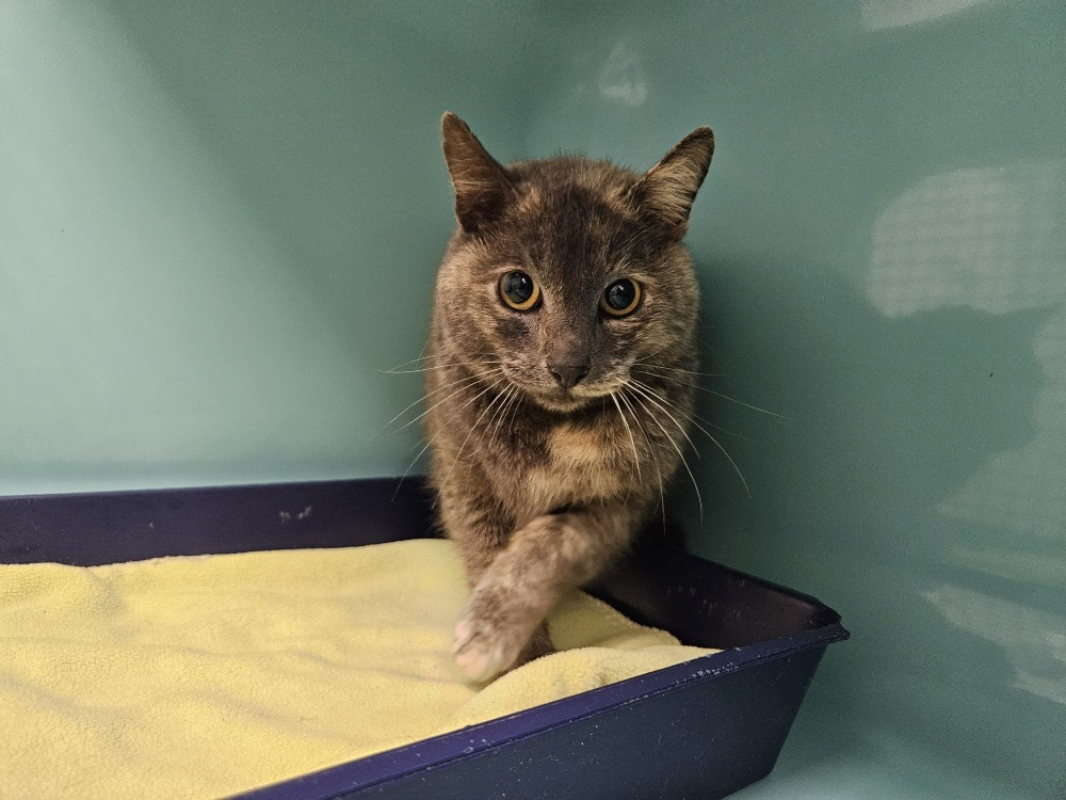 Photo #1 de Plume fiv +