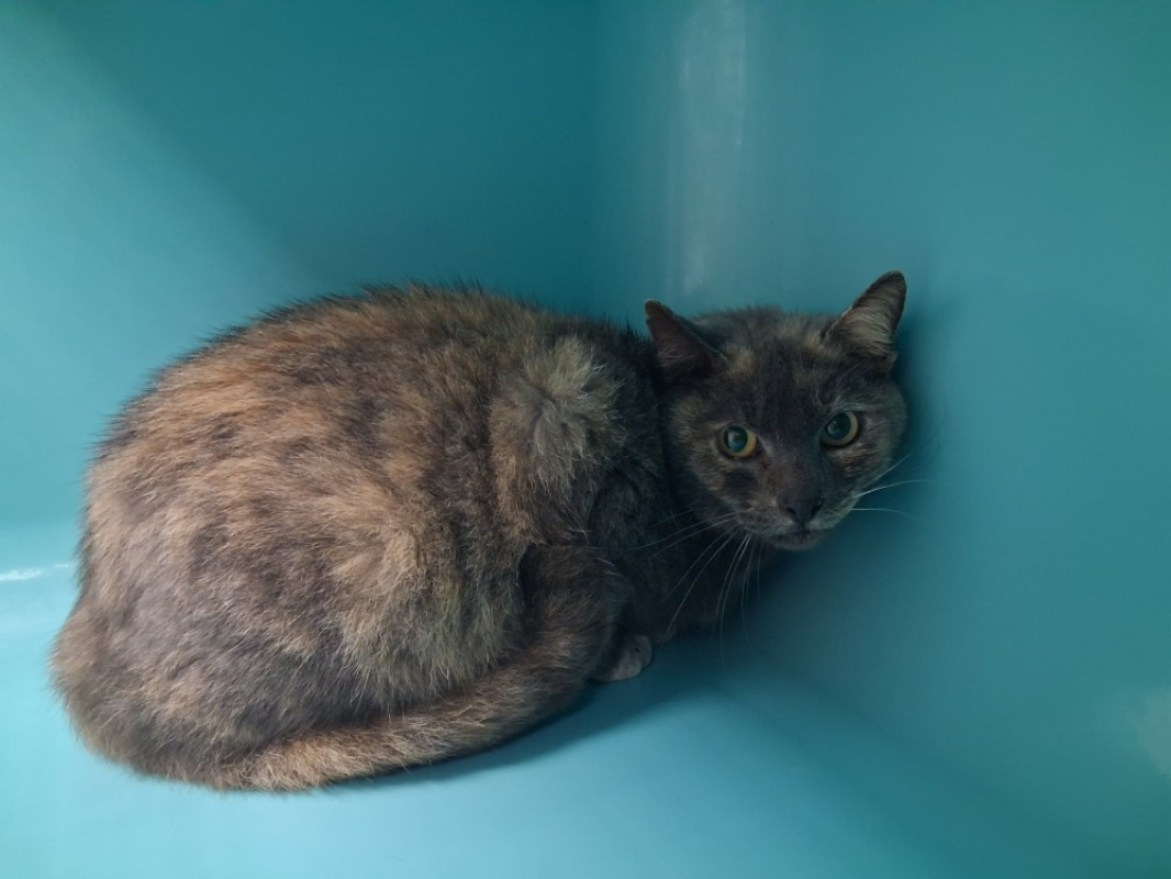 Photo #2 de Plume fiv +