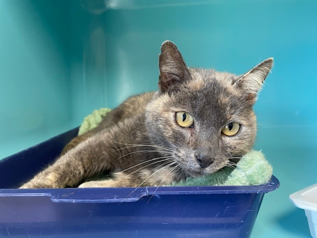 Photo #1 de Plume fiv +