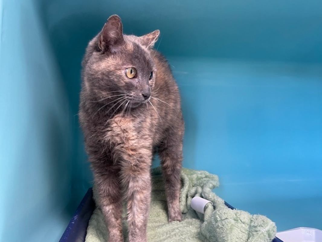 Photo #2 de Plume fiv +