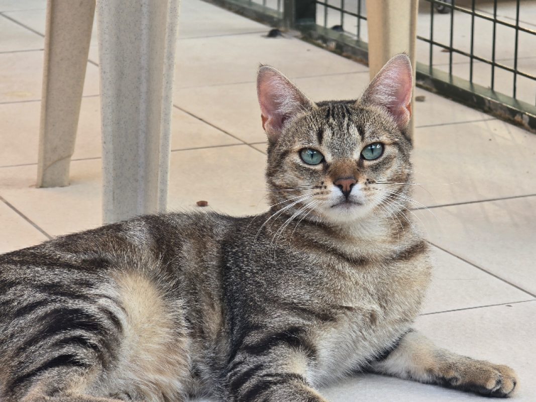 Sushi - Chat Européen à adopter
