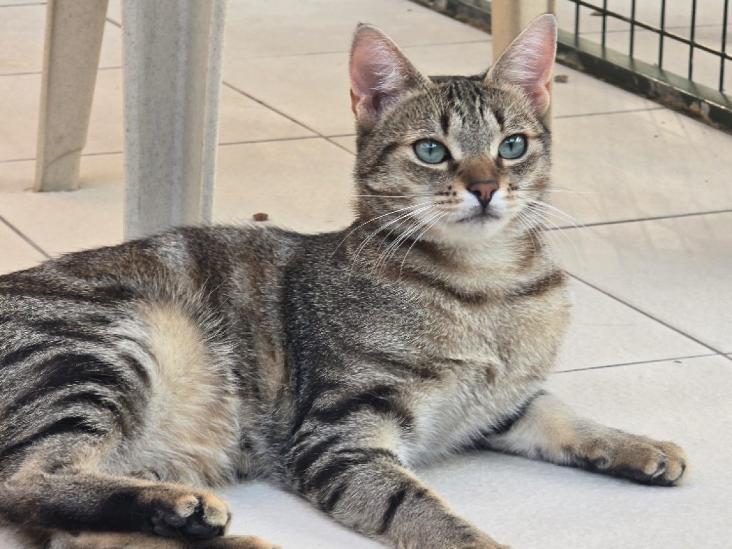 Sushi - Chat Européen à adopter - photo 3