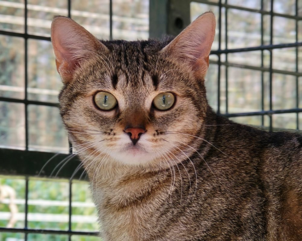 Sushi - Chat Européen à adopter - photo 4