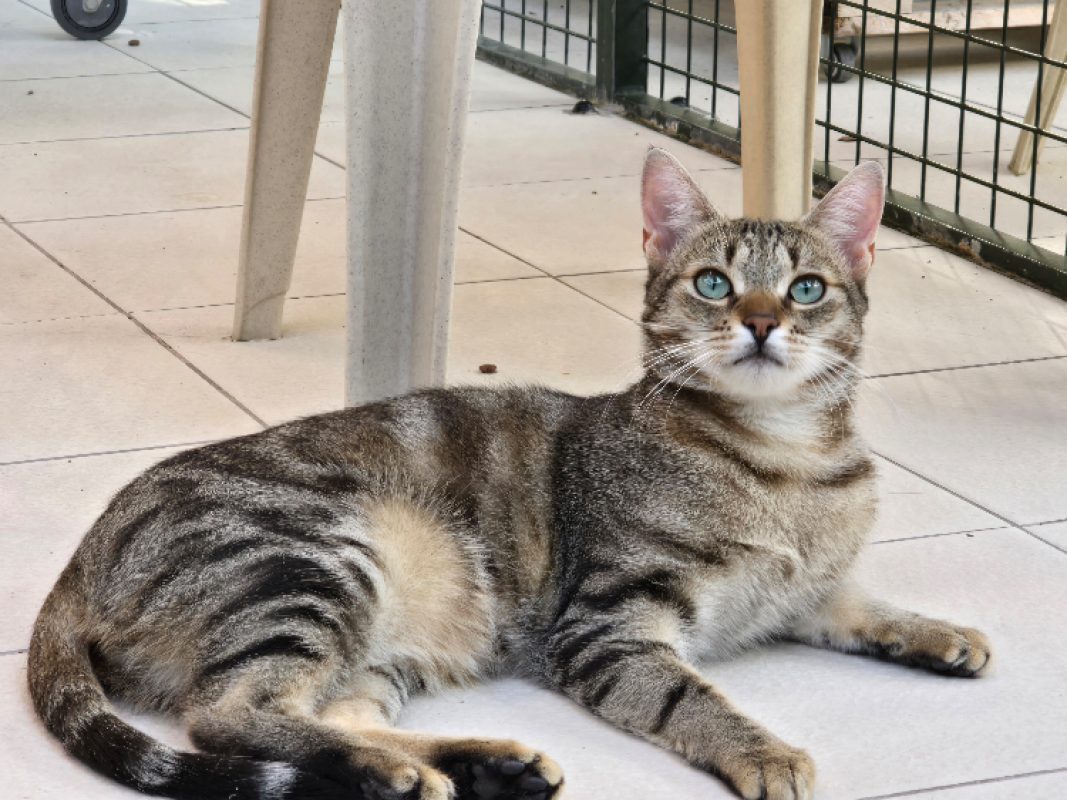 Sushi - Chat Européen à adopter - photo 5