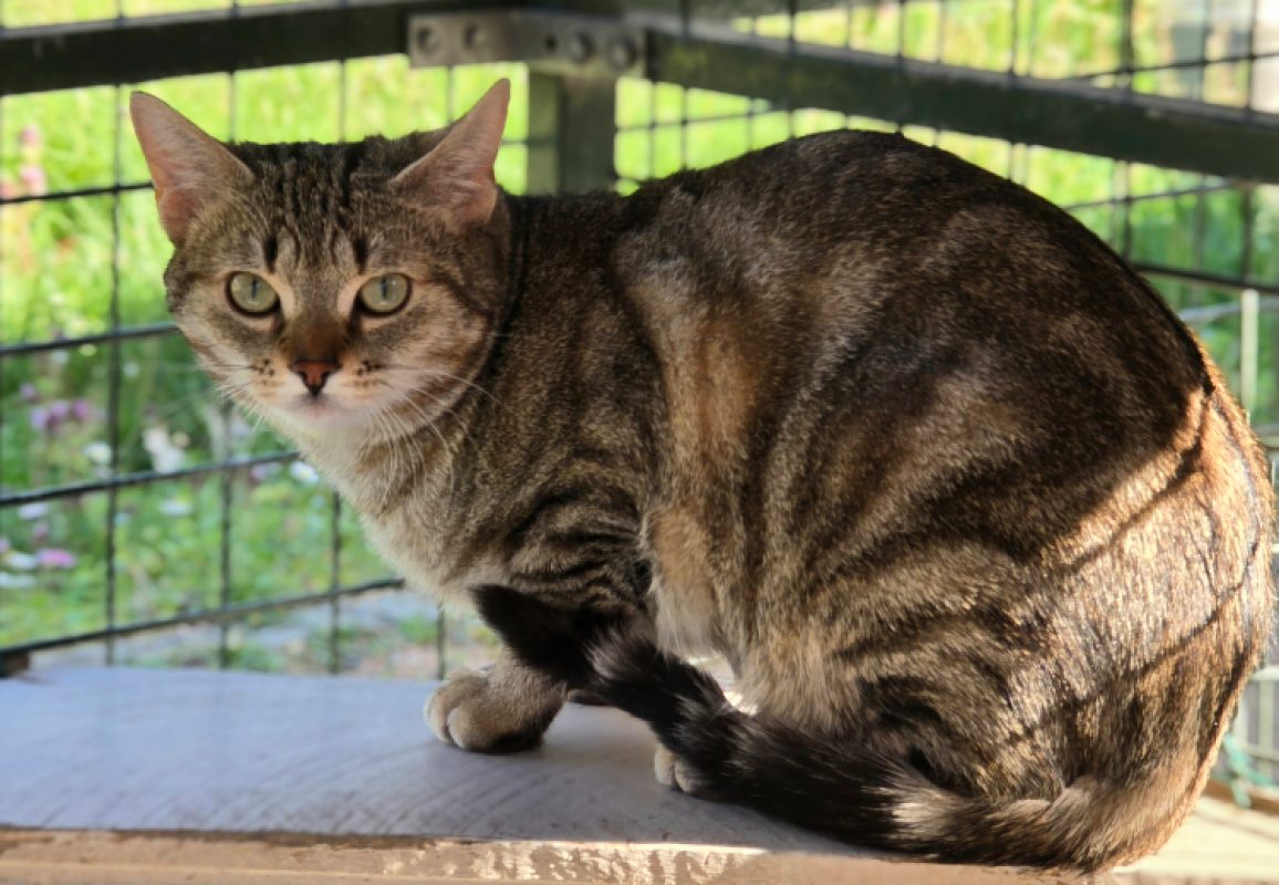 Sushi - Chat Européen à adopter - photo 6