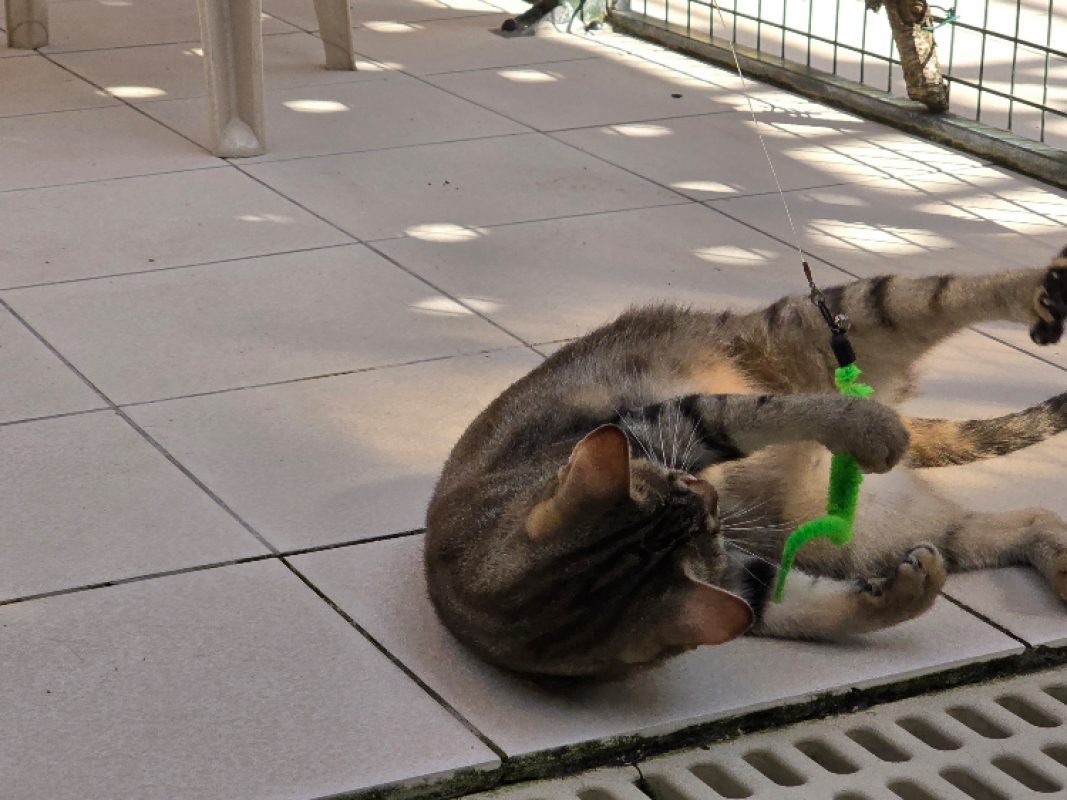Sushi - Chat Européen à adopter - photo 7