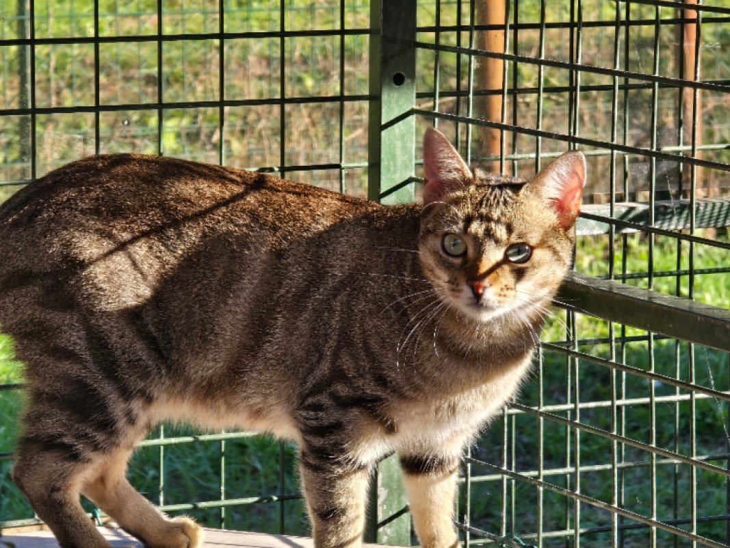 Sushi - Chat Européen à adopter - photo 5