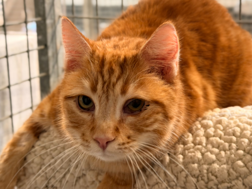 Photo #2 de Potironne