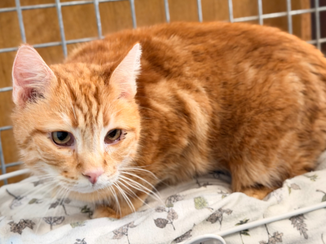 Photo #4 de Potironne